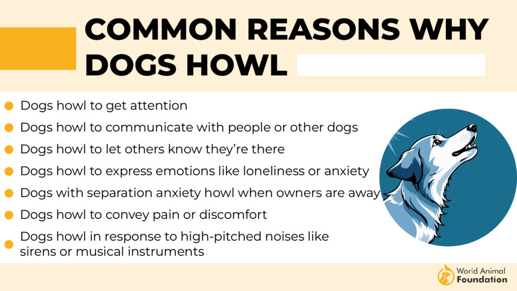 9 Dog Breeds That Howl The Most Avesei