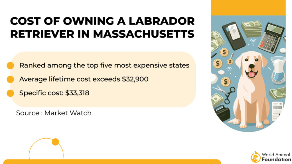 Cost of Owning a Labrador Retriever in Massachusetts