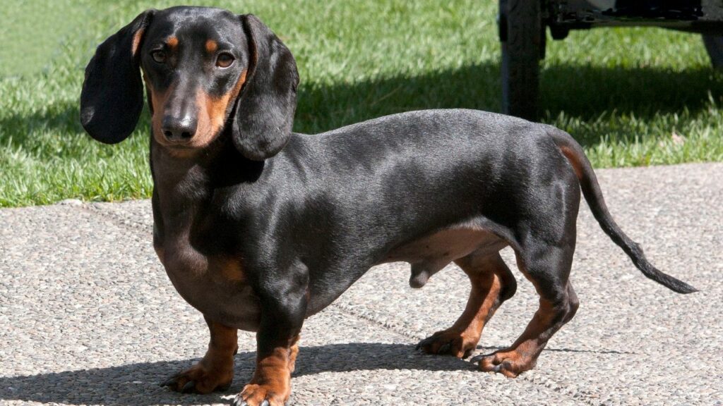 Dog Breeds for Truckers