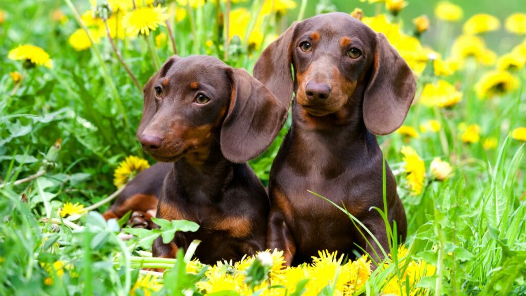 whats the best dog
