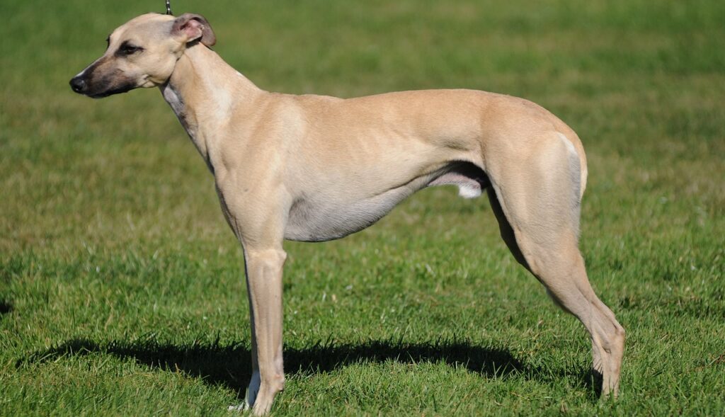 Dogs that don't bark much