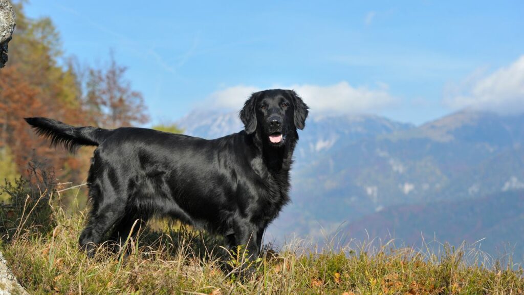 Black Dog Breeds