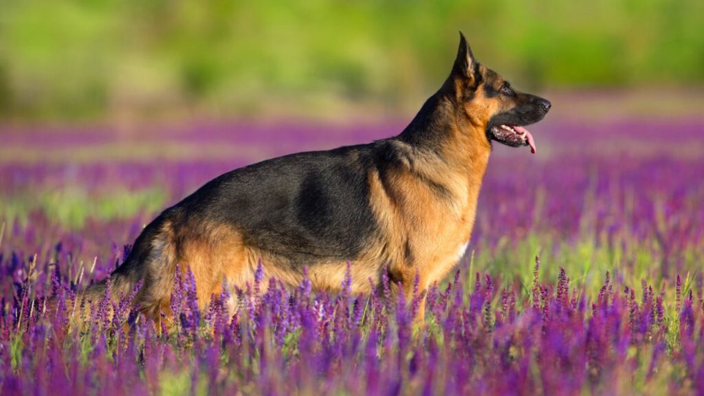 how many German shepherds are there in the us
