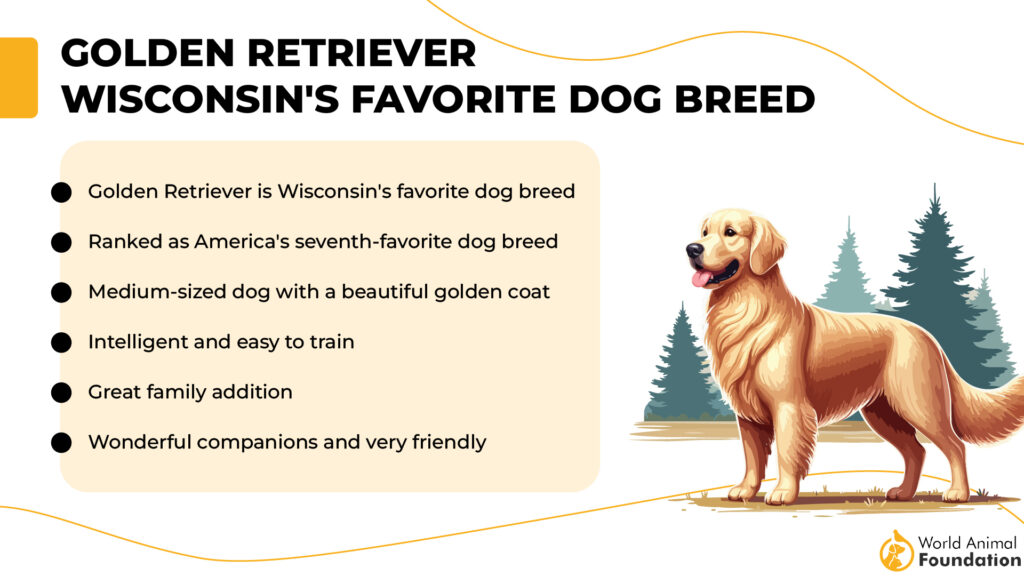 Golden Retriever 