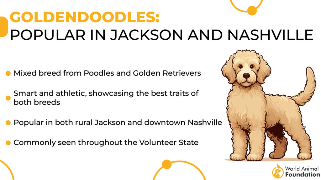 Goldendoodles Popular in Jackson and Nashville
