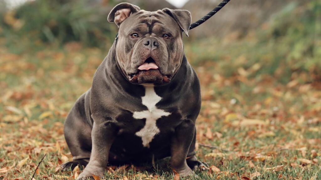 History of the American Bully Dog Breed