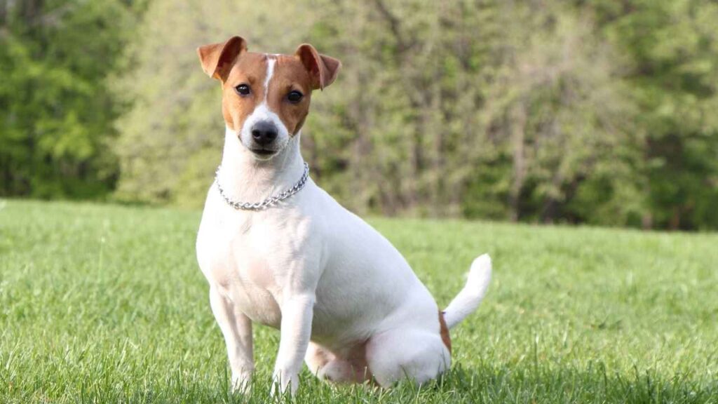 Jack-Russell-Terrier-4