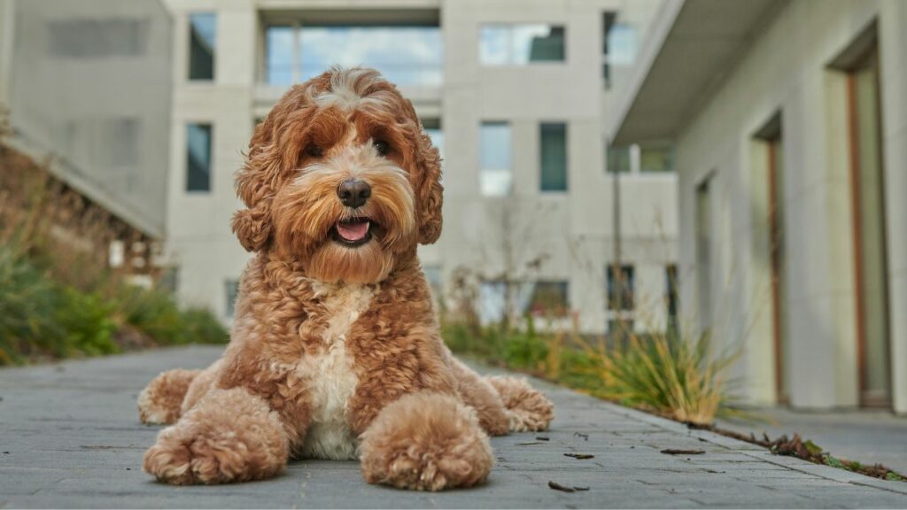 favorite breed of dog
