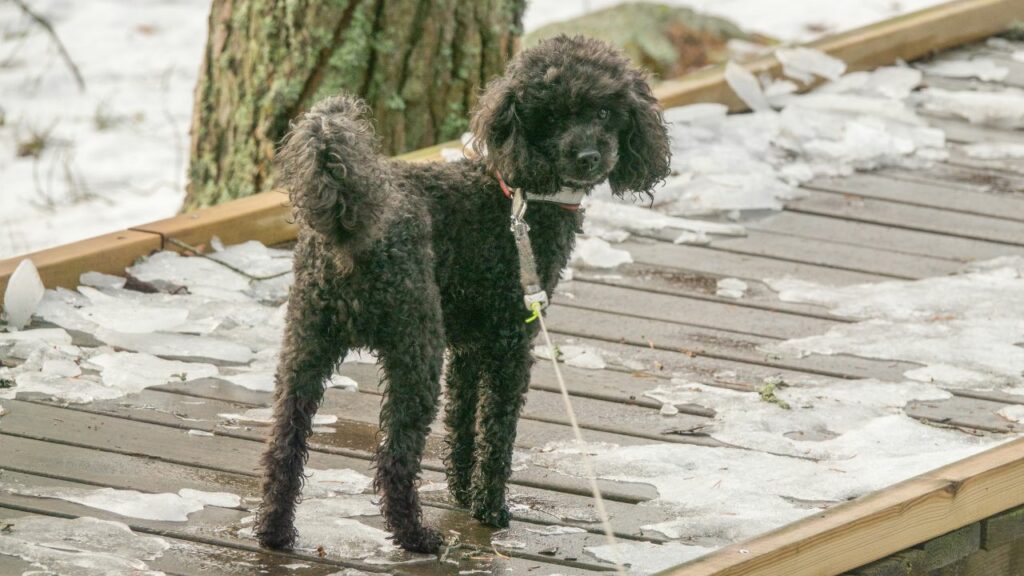 miniature poodle