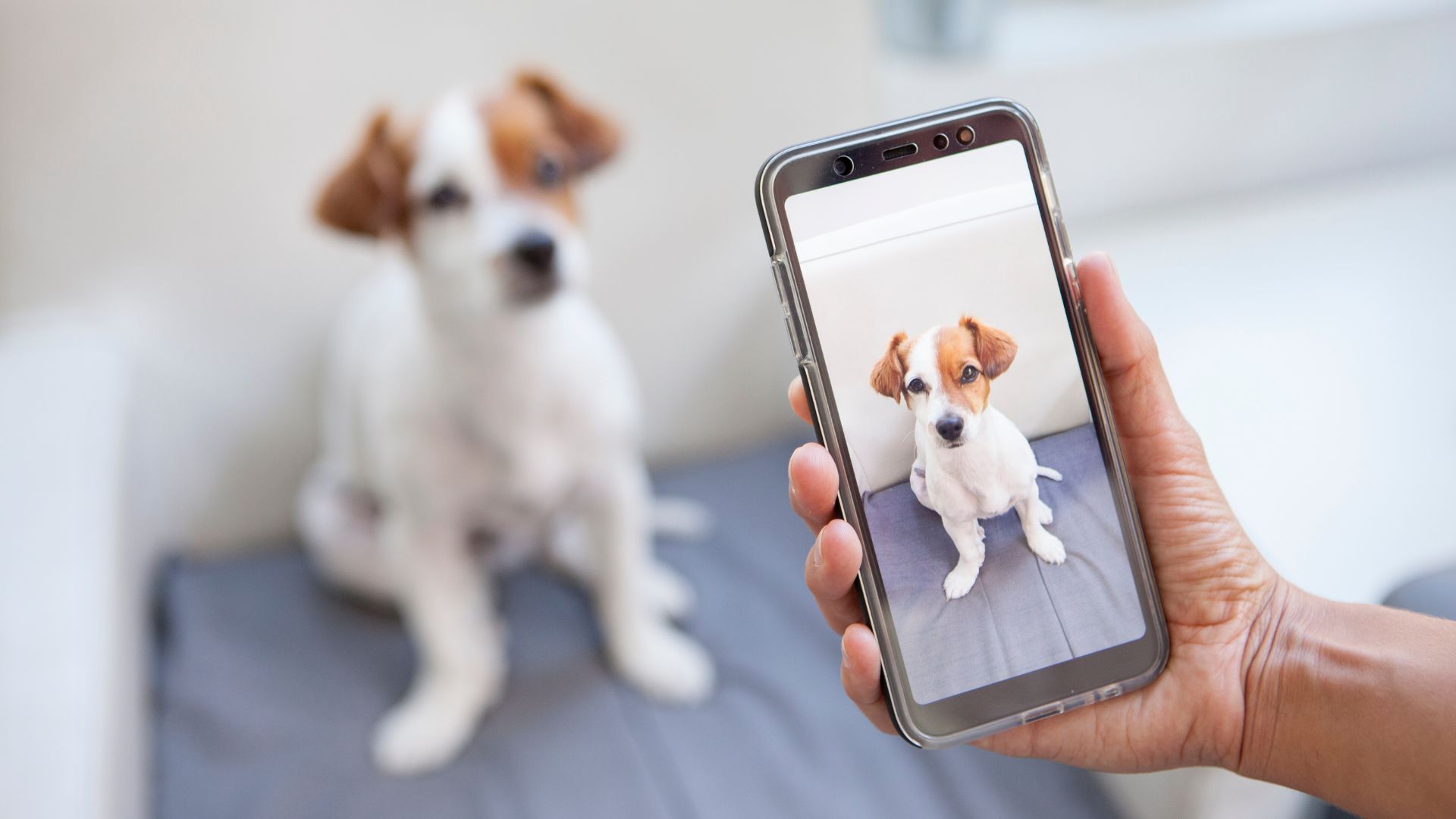 7 Dog Breeds That Stay Photogenic Forever & Always Shine