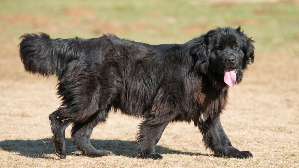 intelligent Dogs for Families
