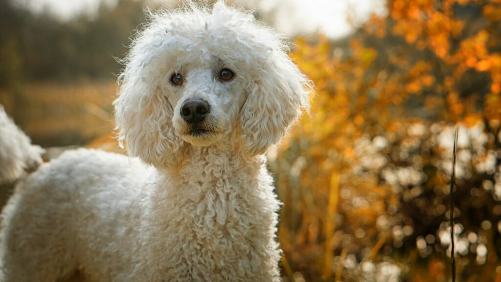 Most Popular Dog Breeds in america