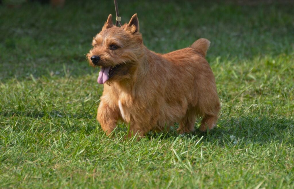 Quiet dog breeds for apartments