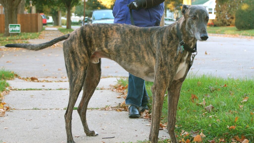 Quiet dog breeds for city living
