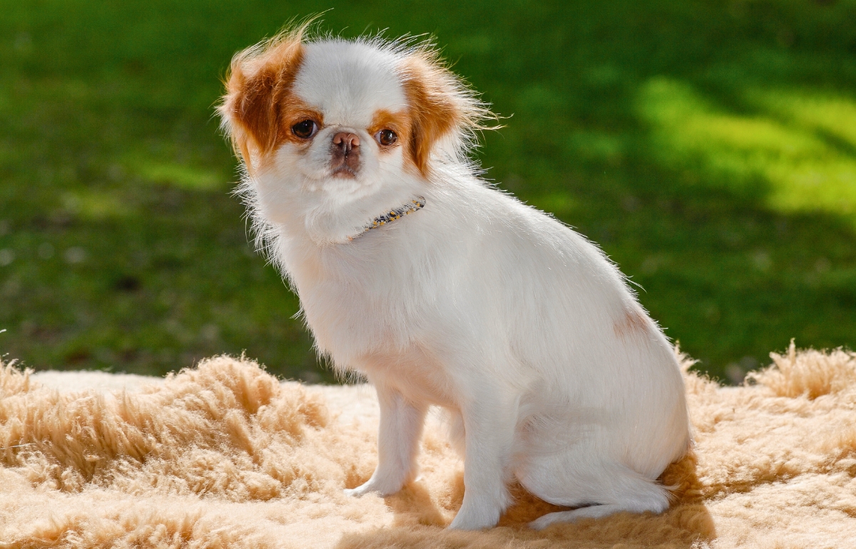 Gallery Detail: 10 Quiet Dog Breeds For Apartment Dwellers