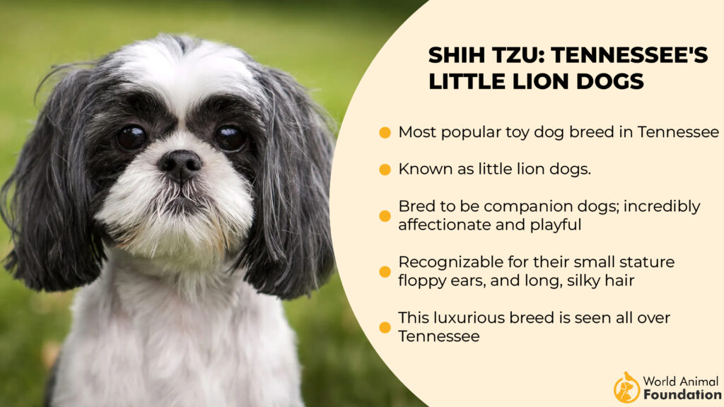 Shih Tzu Tennessee's Little Lion Dogs