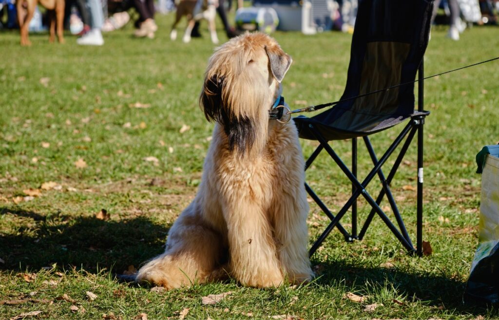 Soft-Coated Wheaten Terrier