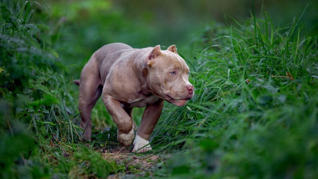 They're Prone to Joint Issues