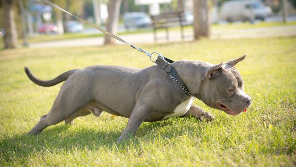 Things to Consider When You Raise American Bully Dogs