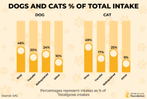 Pet Adoption Statistics & Facts To Know In 2024