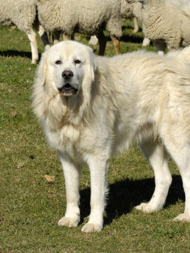 8 Best Guard Dog Breeds For Farms WAF