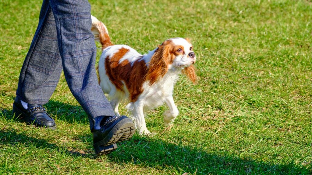Cavalier King Charles Spaniel