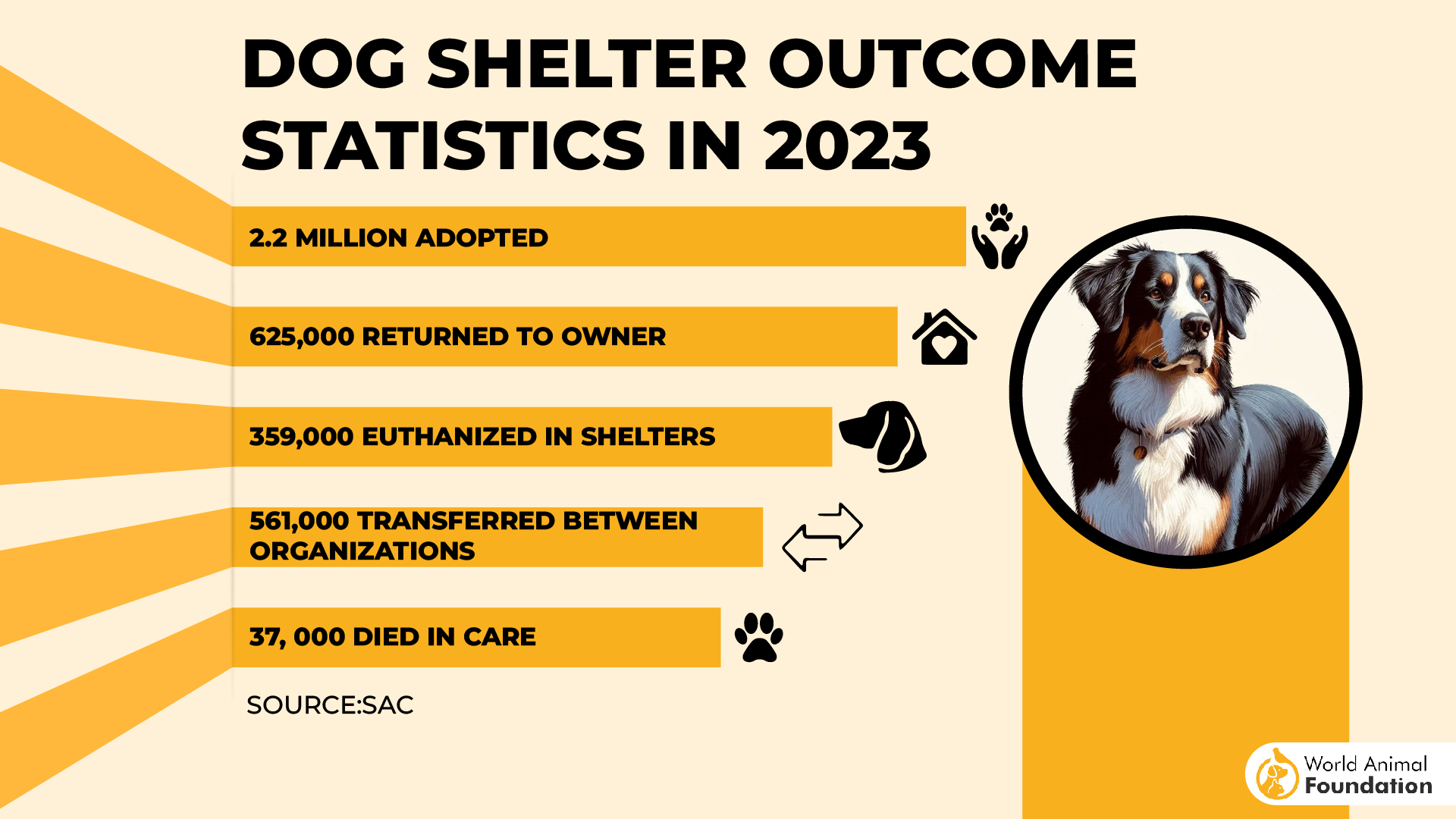 Animal shelter statistics facts to know in 2024
