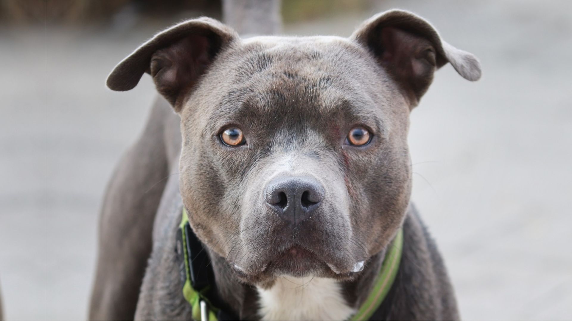 Pitbull Attack Statistics 2024 Myths Facts And Figures