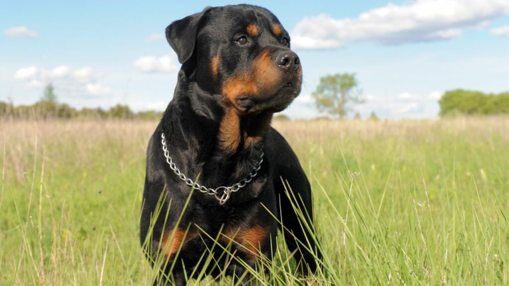 Rottweilers,