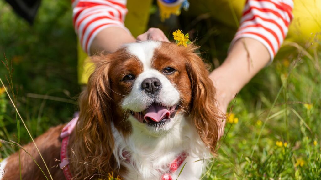 cavalier king charles spaniel pros and cons