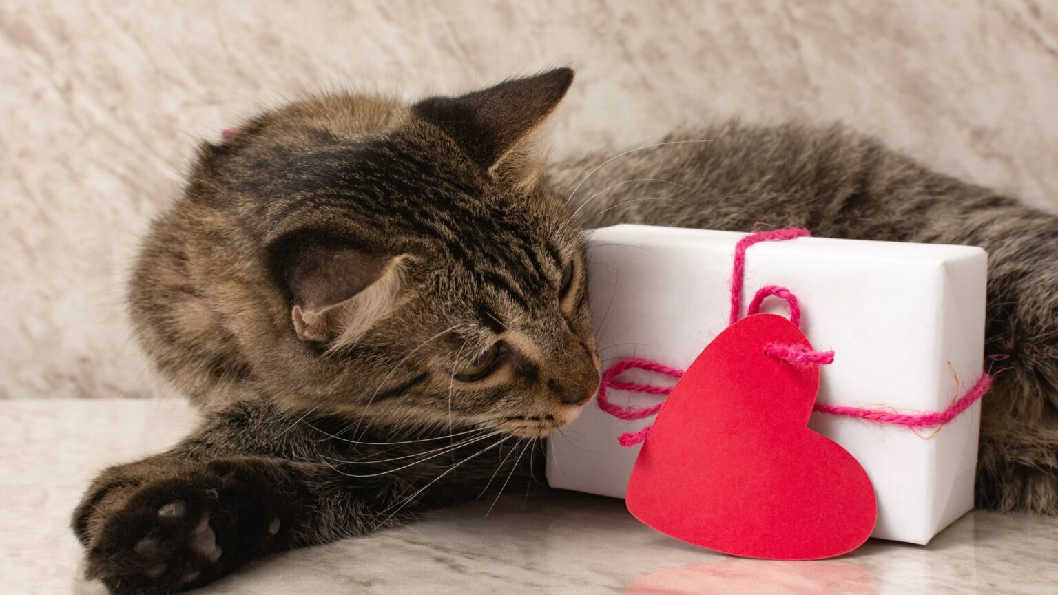 Pet Industry Statistics In 2024 Growth, Trends, & Impact