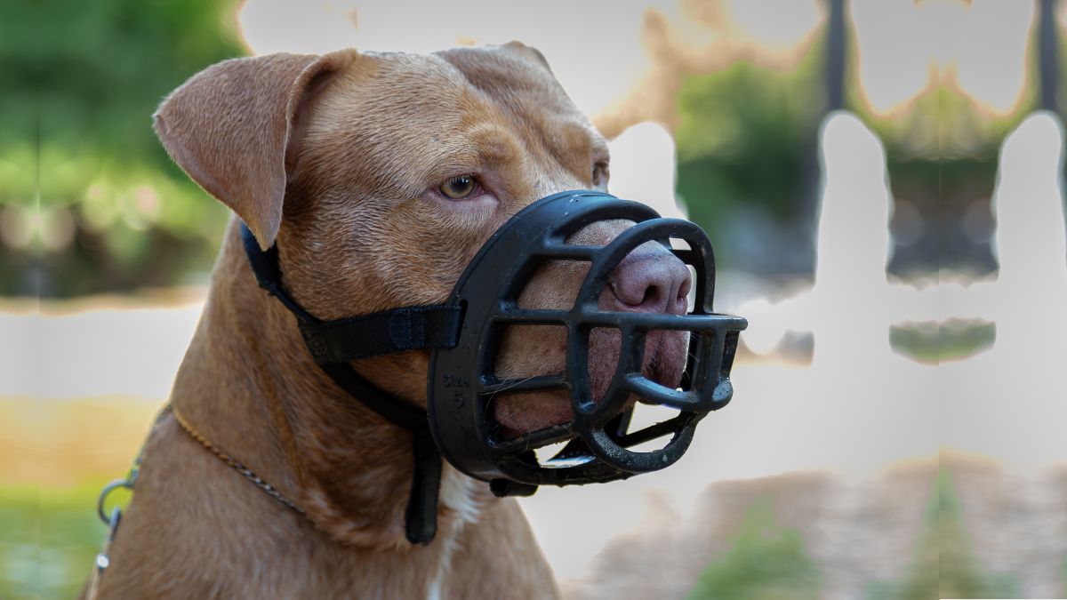 Pitbull Attack Statistics 2024 Myths Facts And Figures