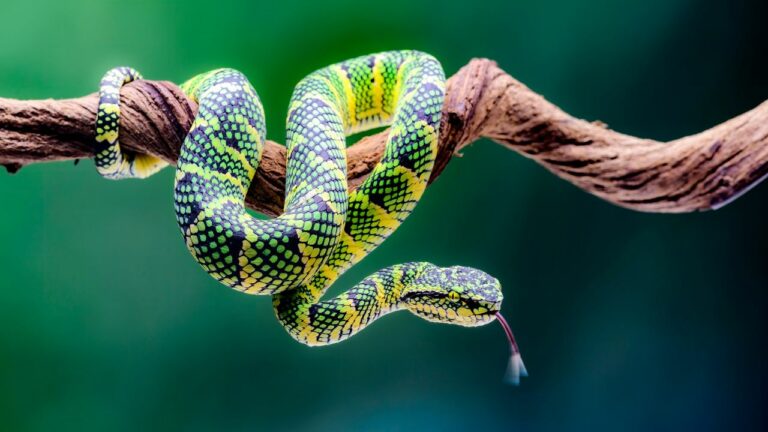 How Many Animals Are In The World In 2025