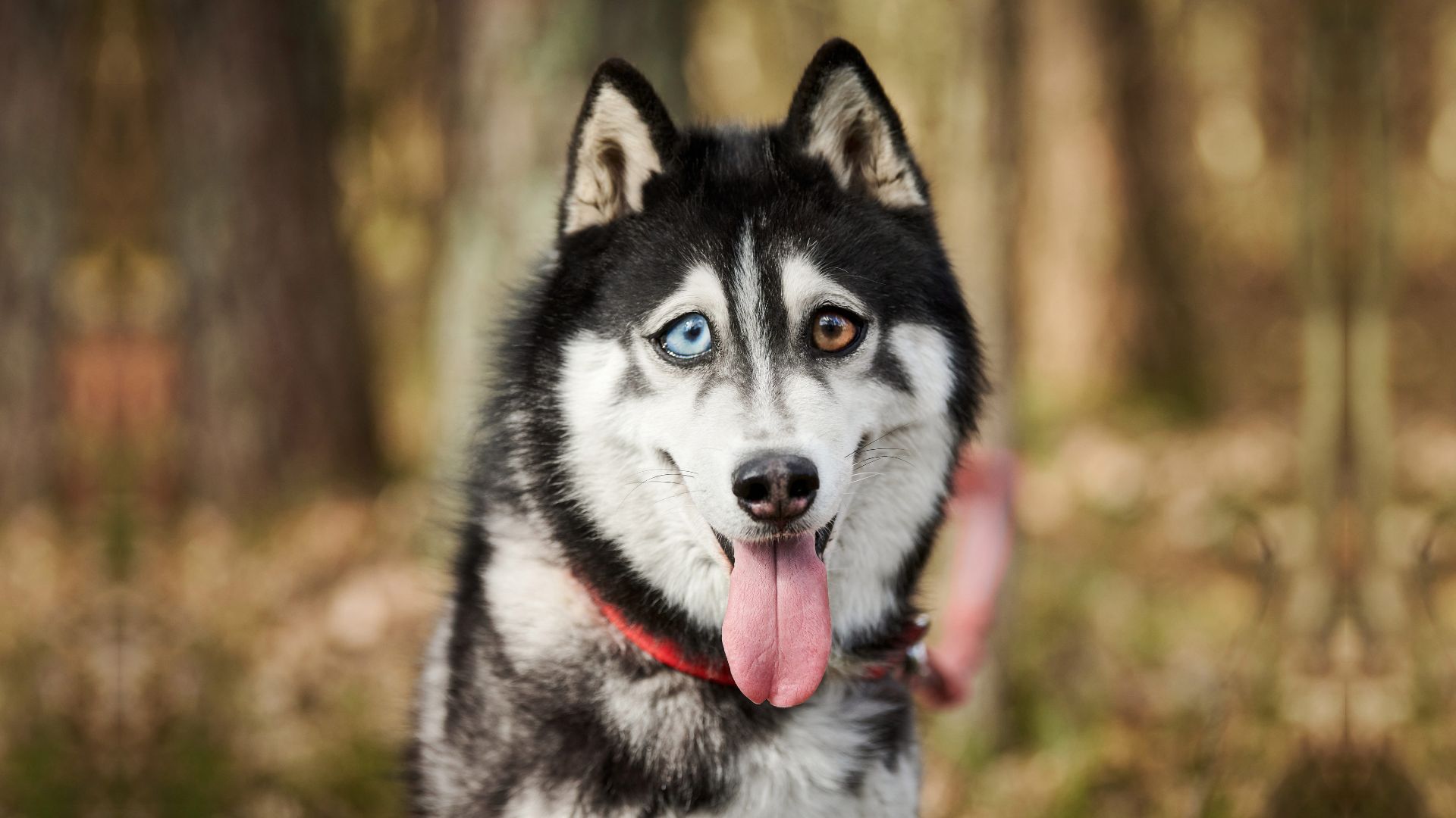 Most Crazy Dog Breeds