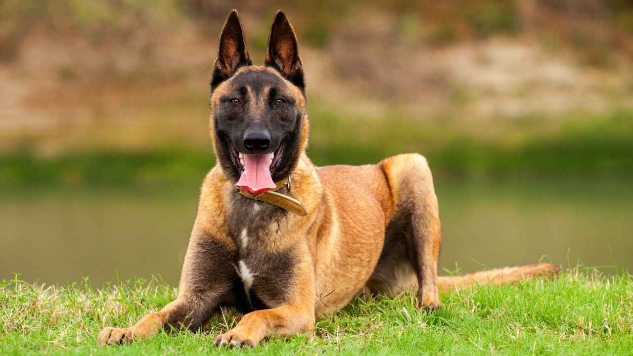 About-the-Breed-1