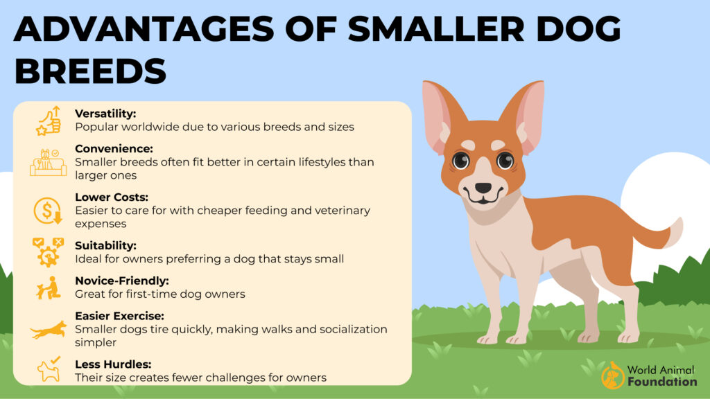 Advantages of Smaller Dog Breeds