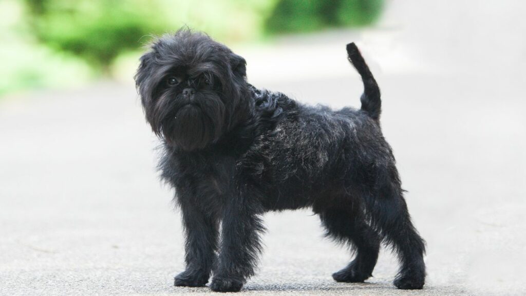 little dog breeds