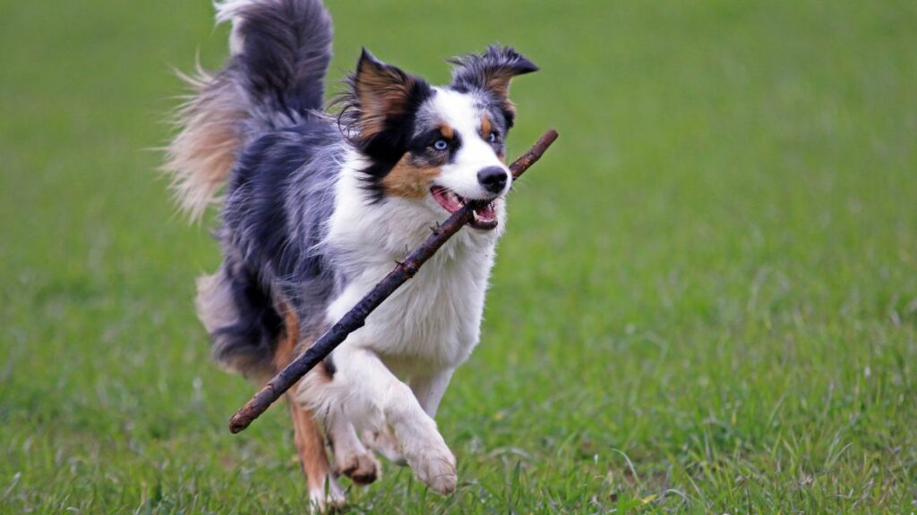 craziest dogs