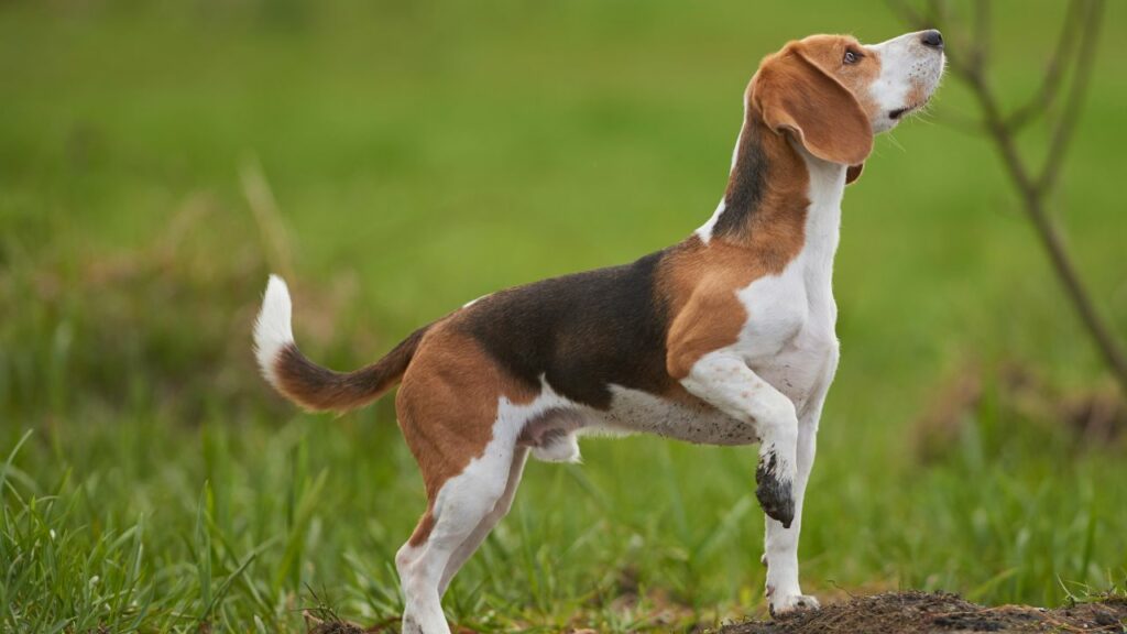 crazy dog facts