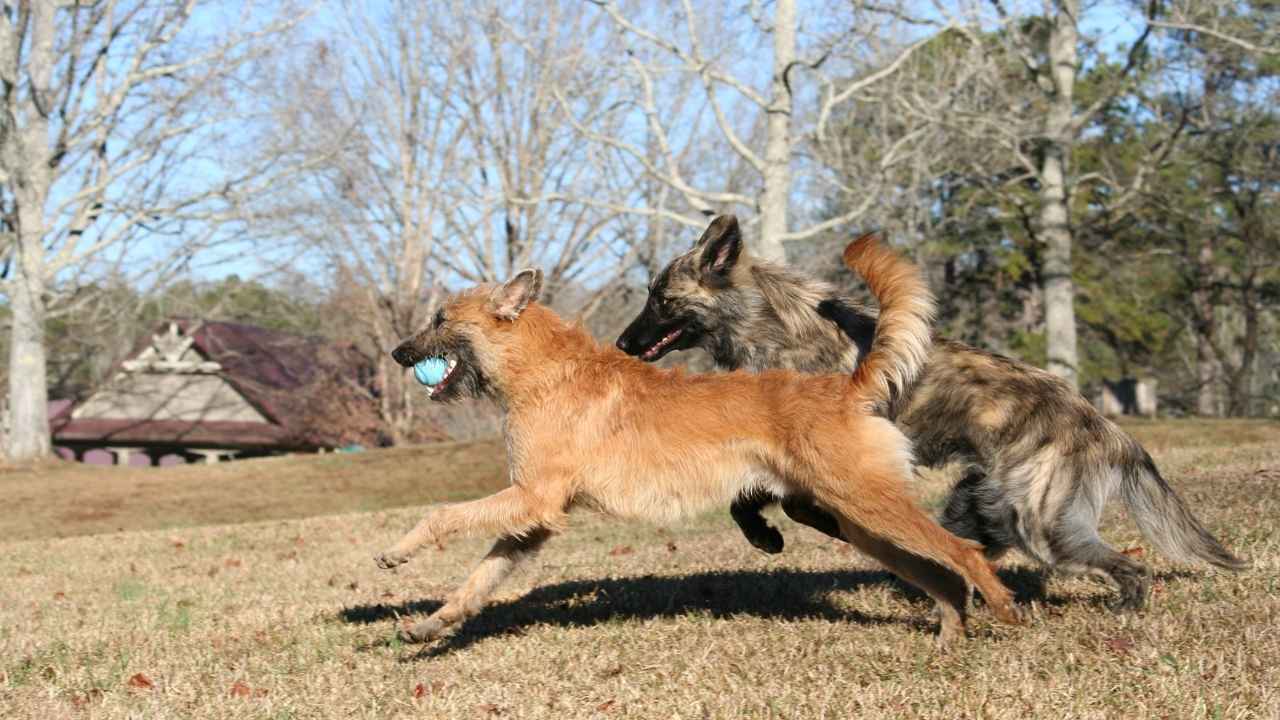 belgian shepherd malinois