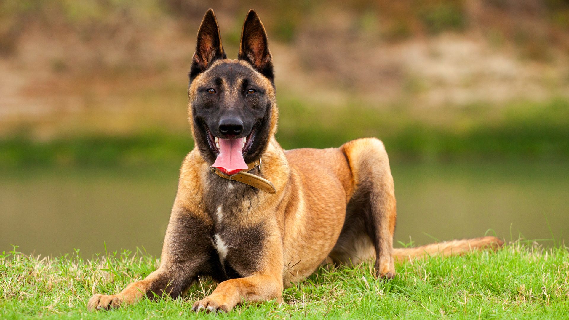 Portachiavi Da Parete Belgian Malinois Dog: Made In USA, Acciaio 16 Gauge, Finitura Nera Opaca. Largo 15,2 Cm, Con 5 Ganci E Magnete.