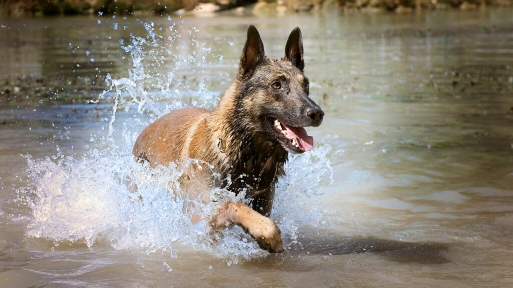 crazy dog breeds