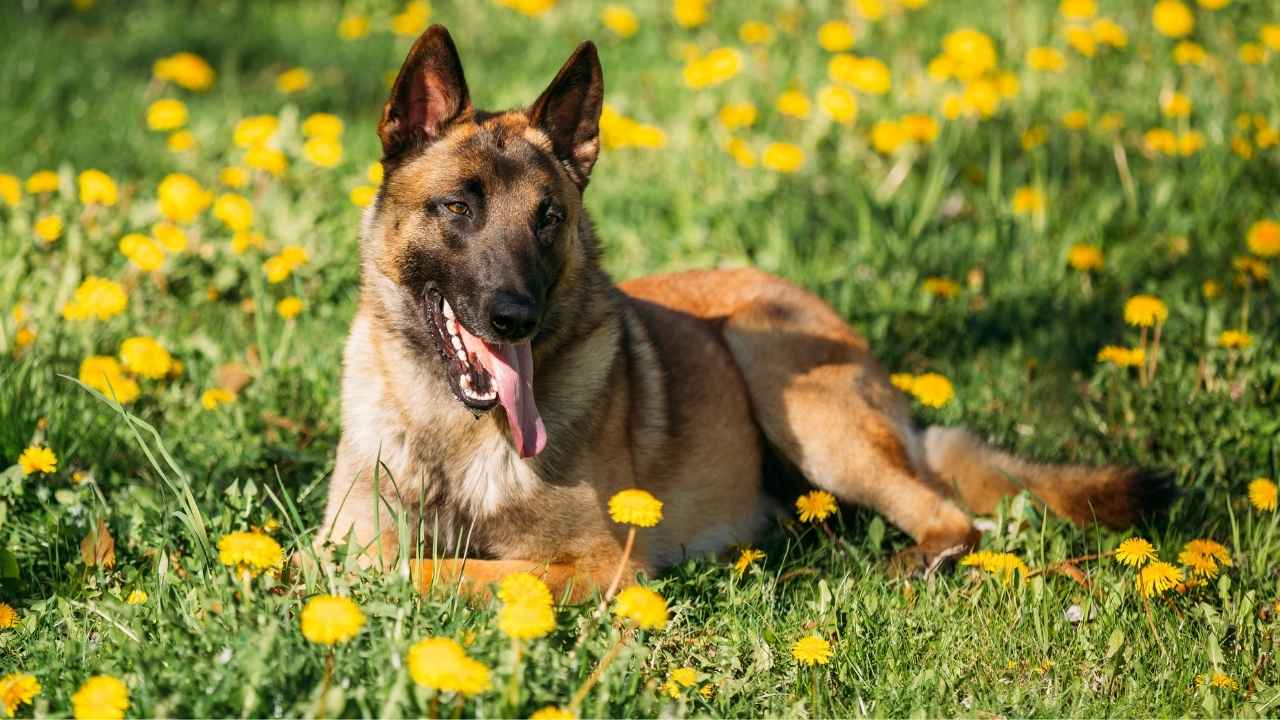 belgium puppy