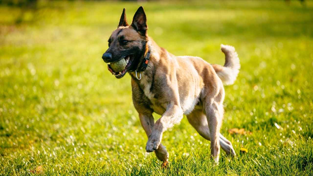Belgian Malinois