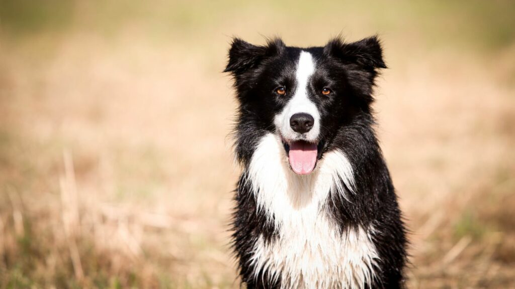 craziest dogs
