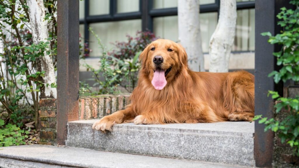 gen z dog