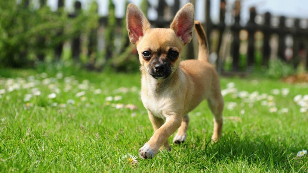 pocket dog breeds