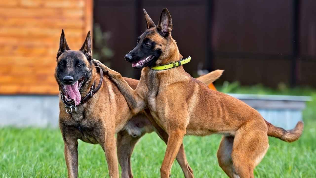 belgian malinois colors