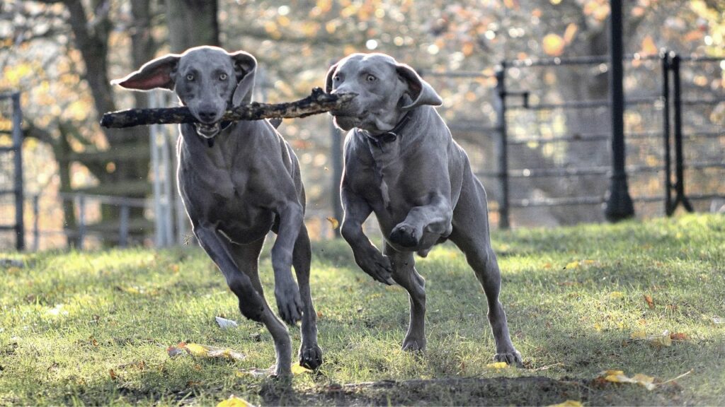 what is the most craziest dog in the world