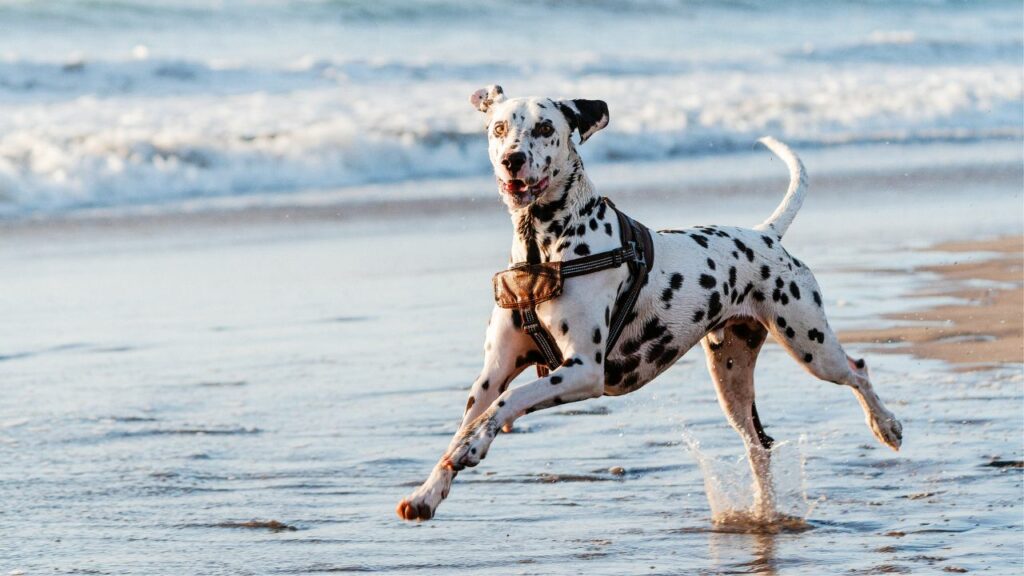 craziest dog breed
